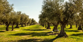 الصدق طريق النجاة (باللغة التايلاندي)