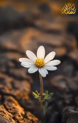 أُرسِلنا لنُتمّم مكارم الأخلاق (باللغة الفيتنامي)