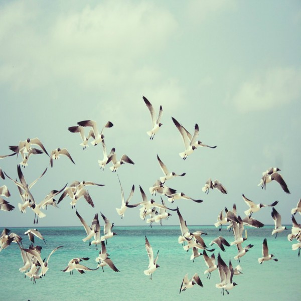 المساواة التي يحلم بها العالم (باللغة الصينية)