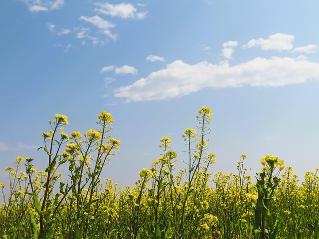 الإيمان بالعقل: كيف يشكل الإسلام منظومة من الفكر والإيمان؟ - P2 ( باللغة الفلبيني)