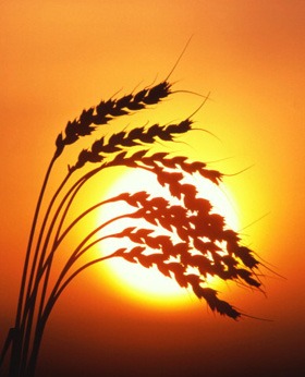 لا تتوقّع النجاح في الامتحان بمجرد قول: بسم الله فقط (باللغة الفيتنامي)