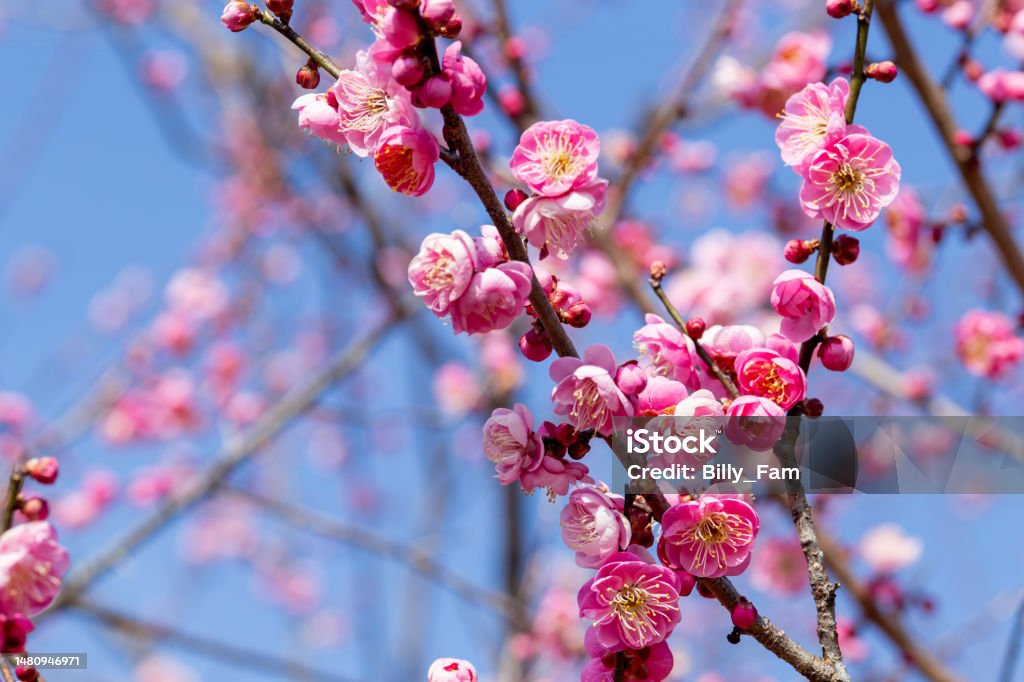 7 طرق لمشاركة فرحة العيد مع المسلمين الجدد (باللغة الفلبيني)